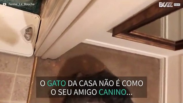 Gato desaprova completamente uso de secador de cabelo!