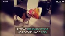 Beagle fica com a cabeça presa em caixa de comida congelada