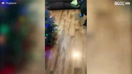 Cão diverte-se muito com prenda de natal!