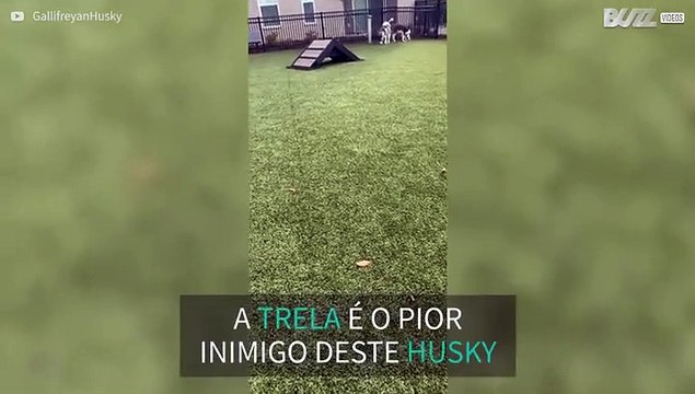 Cão recusa-se a sair do parque para cães