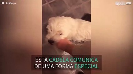 Cadela tem forma única de comunicar com o dono!