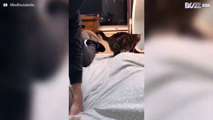Gata não gosta de ser abraçada pelo dono