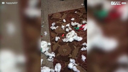 Este cão está com cara de quem fez porcaria!