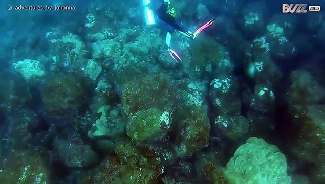 Mergulhadora encontra-se pela primeira vez com uma foca