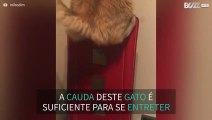 Gato diverte-se a atacar a própria cauda