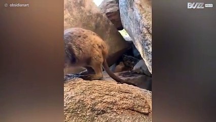 Wallaby bebé interage com visitantes numa ilha