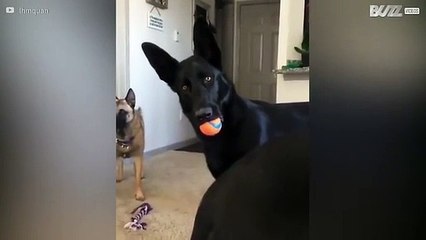 Dono conta “gossip” chocante ao seu pastor alemão