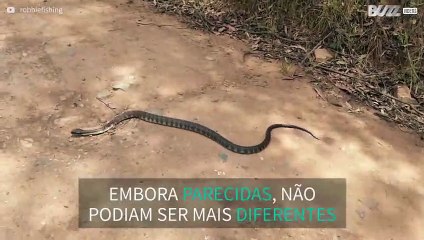 A diferença enorme entre duas cobras