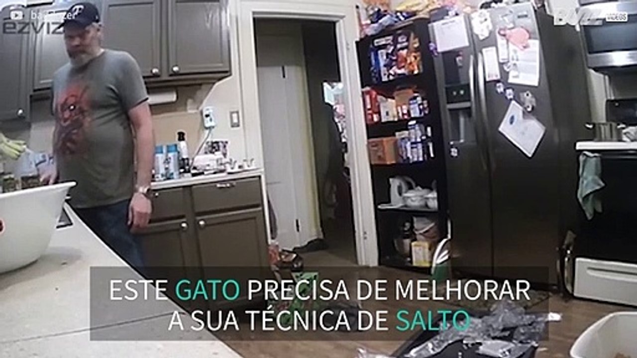 Gato precisa de melhorar os seus saltos