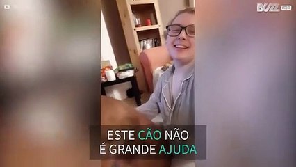 Cão torna embrulhar prendas muito difícil!