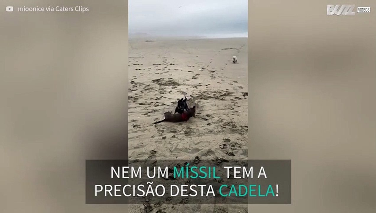 Um choque frontal entre salsichas!