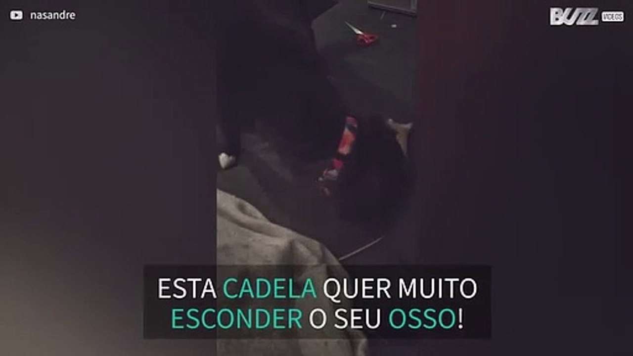 Cadela tenta enterrar osso em sofá!