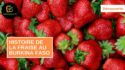 Découverte : Histoire de la fraise au Burkina Faso