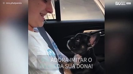 Bulldogue francês bebé imita boca de jovem