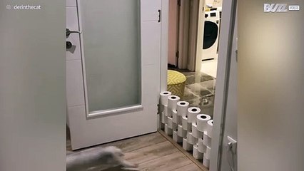 Gato quase consegue saltar 7 rolos de papel!
