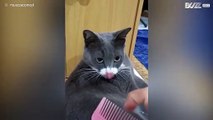 Gata tem reação engraçada a pente de cabelo!