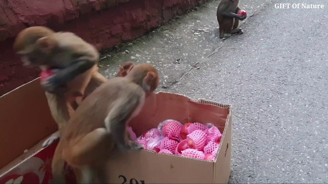 Feeding a group of monkeys apples and bananas __ Amazing wild monkey feeding_Full-HD