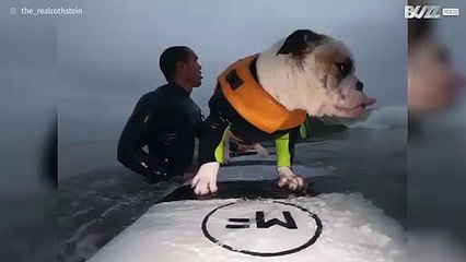 Cão surfista volta às ondas durante o nascer do sol!