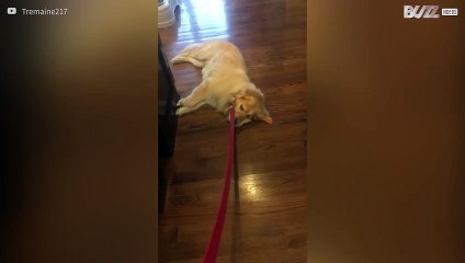 Willow, a preguiça em forma de cadela