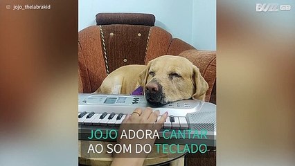 Labrador adora cantar ao som de teclado!