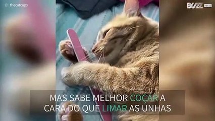 Gata fica apaixonada com lima das unhas