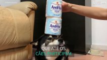 Cão talentoso equilibra rolos de papel higiénico na cabeça