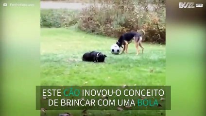 Cão brinca com a cabeça enfiada numa bola de futebol