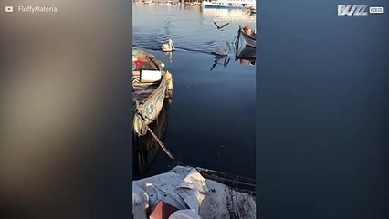 Gato ataca pelicanos para proteger seus peixes