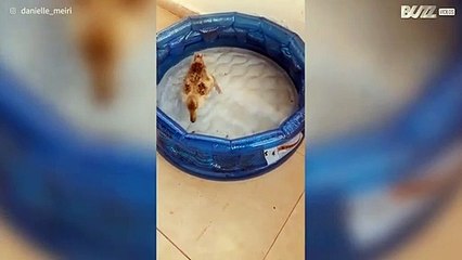 Patinho adorável segue a nova dona para todo o lado