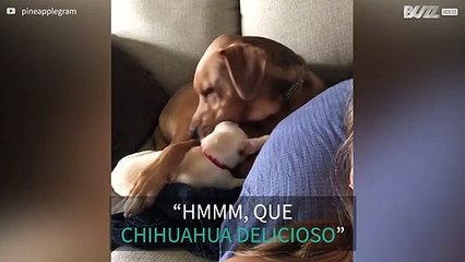 Cão descobre que um chihuahua pode ser “saboroso”
