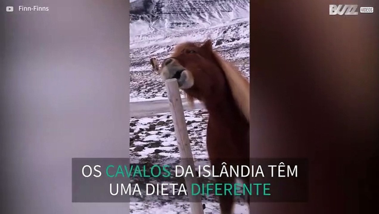 Cavalo tenta comer poste e cria cena hilária