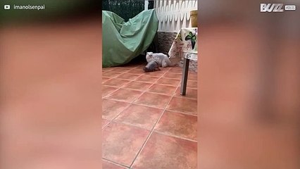 Gata mostra dotes de parkour durante perseguição