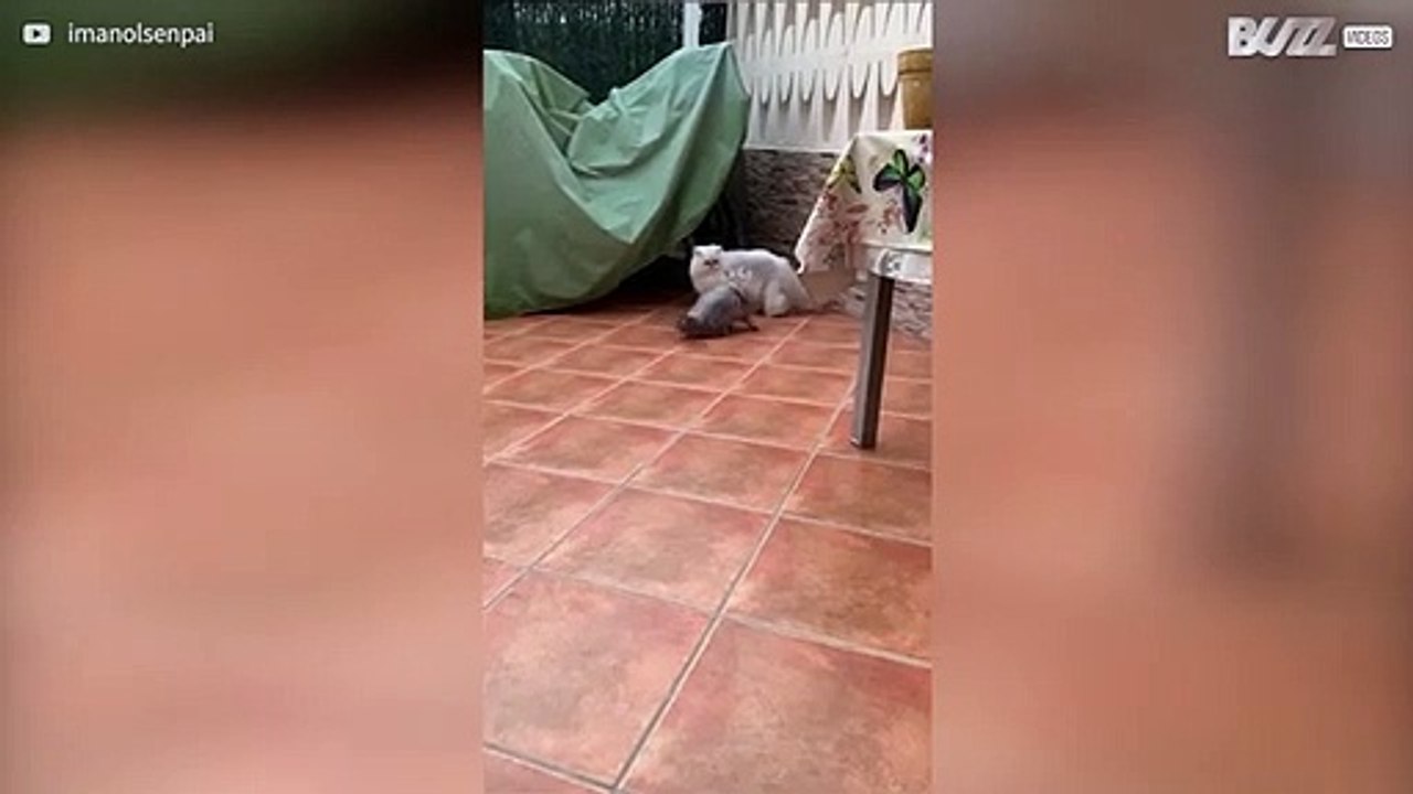 Gata mostra dotes de parkour durante perseguição