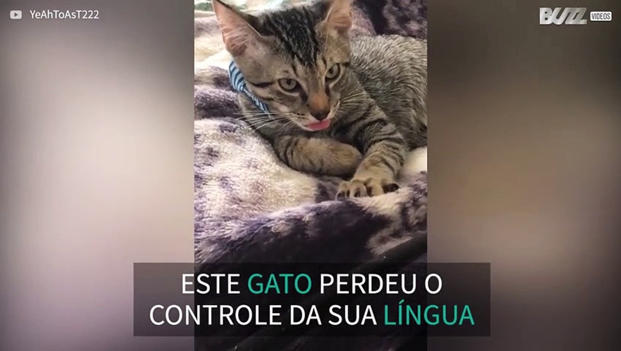 Gato não controla sua língua e cria cena hilária 1