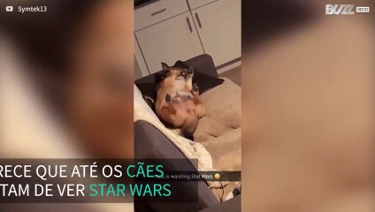 Dono encontra cadela deitada no sofá a ver Star Wars