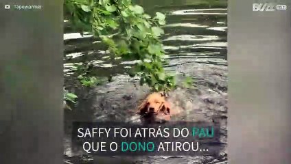 Cadela confunde pau com ramo de árvore!