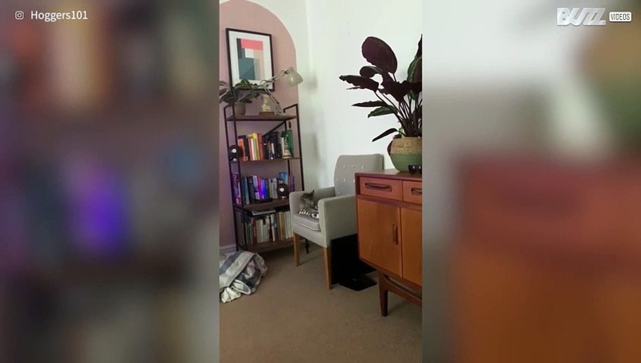 Gatinha dá queda espectacular depois de falhar salto