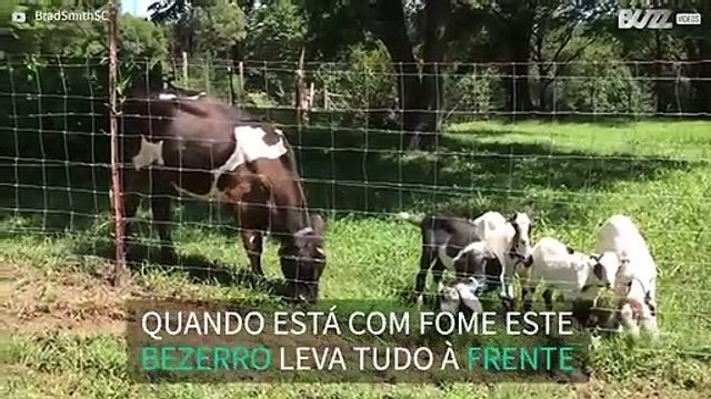 Bezerro abalroa cabras para passar
