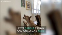 Cadela tem algumas dificuldades em apanhar comida