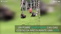 Gorila macho afasta bebé de luta entres outros gorilas
