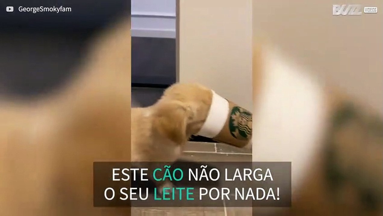 Cachorrinho fica preso em copo
