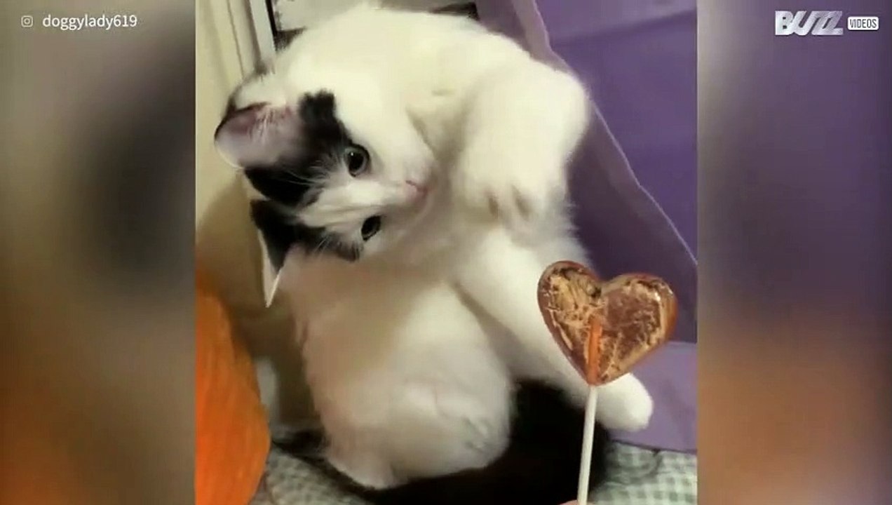 Gata não sabe lidar com chupa-chupa!