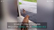 Cadela conhece corça pela primeira vez!