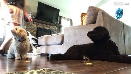 Cão ignora treino e come snack do seu amigo