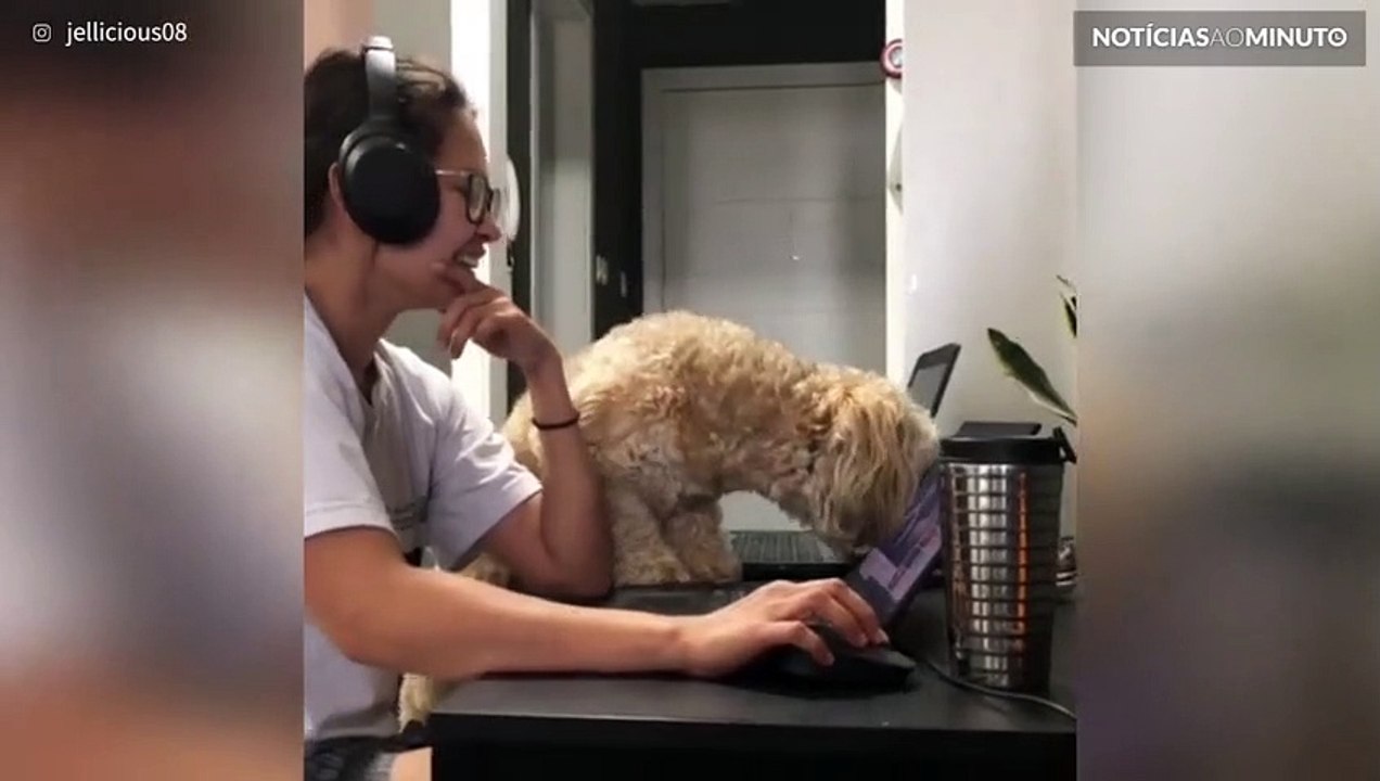 Cão tenta participar no teletrabalho da dona
