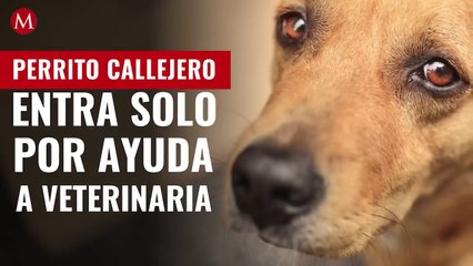 Perrito callejero entra solo por ayuda a veterinaria; tenía la pata herida