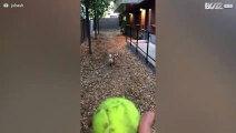 Cão não gosta nada de apanhar bolas