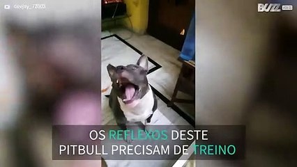 Pitbull falha batata frita em câmara lenta