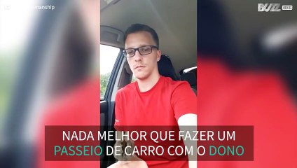Homem passeia de carro com galinha bebé de estimação