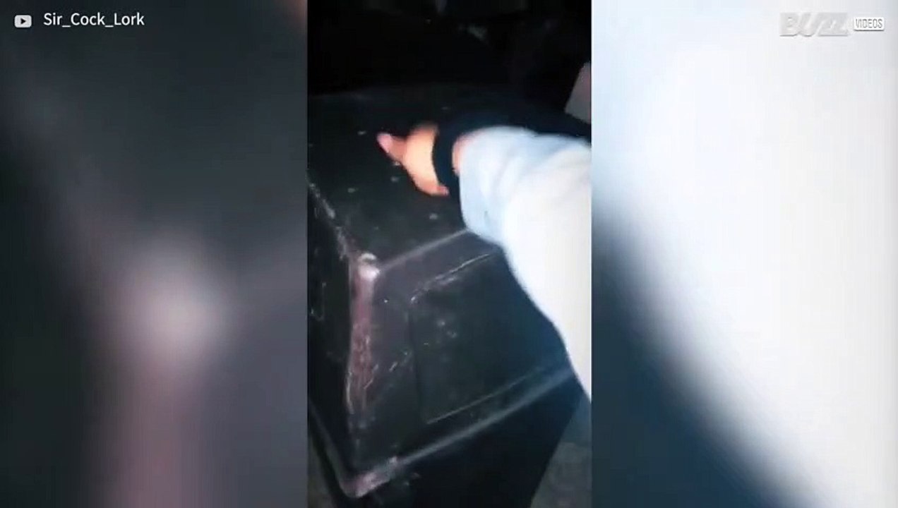 Senhora faz visita inesperada ao seu vizinho guaxinim